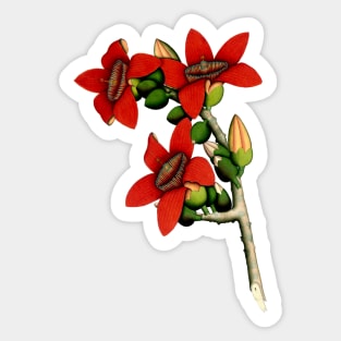 Red Cotton Tree Flowers 1800 Calcutta India Sticker
